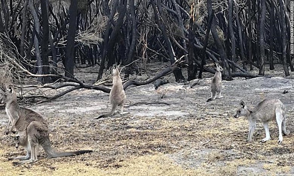 Australian bushfire kangaroo